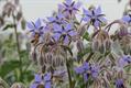 Borage